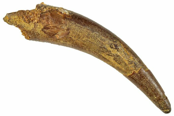 Fossil Pterosaur (Siroccopteryx) Tooth - Morocco #295138